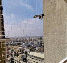 Pigeon Net 1